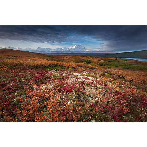 Denali in Fall color at sunrise-Wonder Lake Camping Ground Gold Ornate Wood Framed Art Print with Double Matting by Howard Liu, Hao