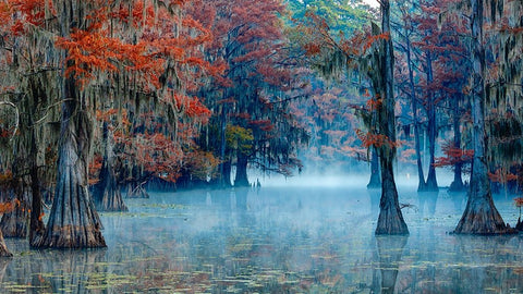 Caddo Lake Black Ornate Wood Framed Art Print with Double Matting by Bian, James