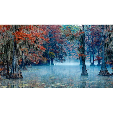 Caddo Lake Black Modern Wood Framed Art Print with Double Matting by Bian, James