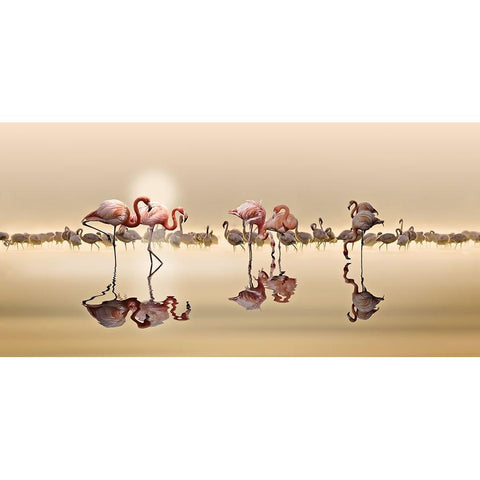 FLAMINGOS White Modern Wood Framed Art Print by OSMAN, NASSER