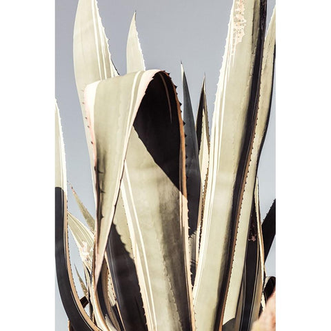 Agave 001 Black Modern Wood Framed Art Print with Double Matting by Artographie Studio