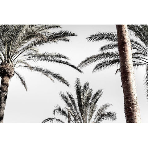 Palm 007 Black Modern Wood Framed Art Print with Double Matting by Artographie Studio