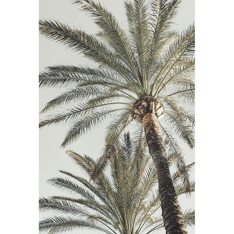 Palm 005 White Modern Wood Framed Art Print by Artographie Studio