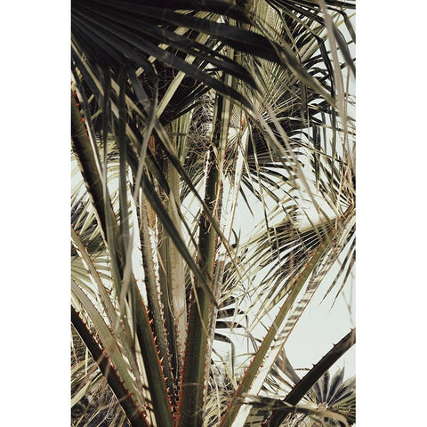 Palmblad 006 Black Modern Wood Framed Art Print with Double Matting by Artographie Studio