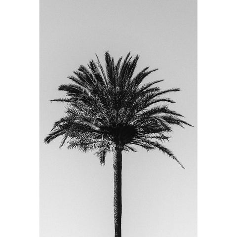 Palm 003 Black Modern Wood Framed Art Print with Double Matting by Artographie Studio