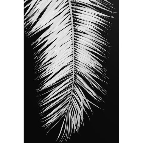 Palmblad 004 Black Modern Wood Framed Art Print with Double Matting by Artographie Studio