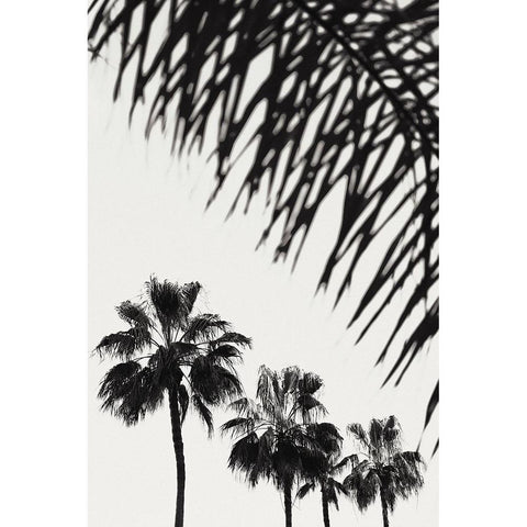 Palm 006 Black Modern Wood Framed Art Print with Double Matting by Artographie Studio