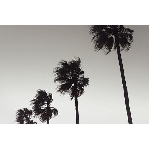 Palm 004 Black Modern Wood Framed Art Print by Artographie Studio