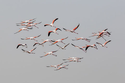 Greater Flamingos in flight Black Ornate Wood Framed Art Print with Double Matting by Rublina, Natalia