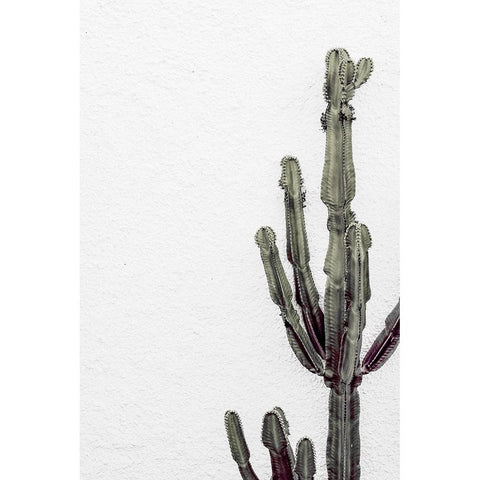 Cactus 003 Black Modern Wood Framed Art Print with Double Matting by Artographie Studio