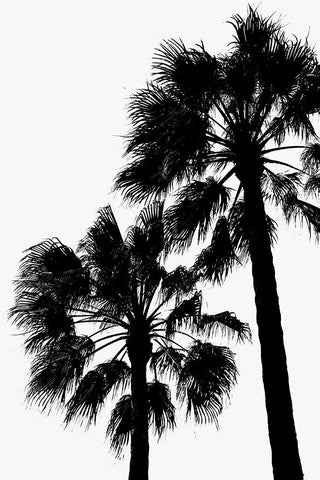 Palm Contrast White Modern Wood Framed Art Print with Double Matting by Artographie Studio