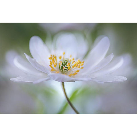 Nemorosa Nirvana White Modern Wood Framed Art Print by Disher, Mandy