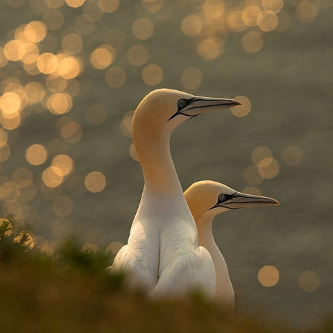 Gannets in sunset Gold Ornate Wood Framed Art Print with Double Matting by Kolbeck, Karen