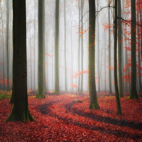 Autumnal Tracks White Modern Wood Framed Art Print with Double Matting by Meyerdierks, Carsten