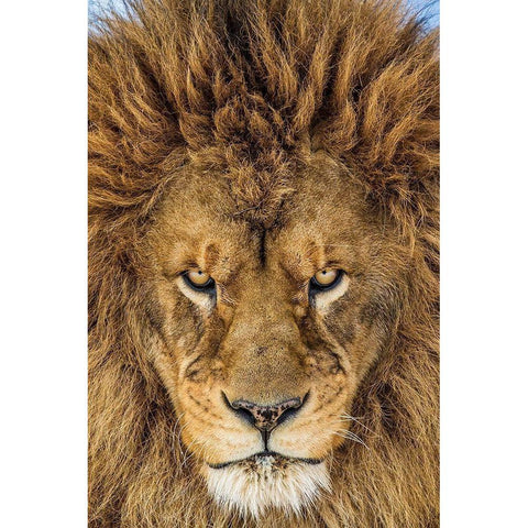 Serious Lion Black Modern Wood Framed Art Print with Double Matting by Centioli, Mike