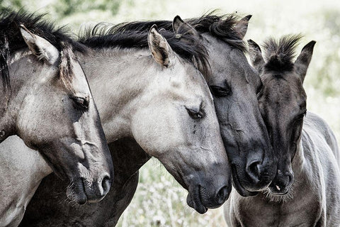 Four Konik Horses Black Ornate Wood Framed Art Print with Double Matting by Van Den, Jaap