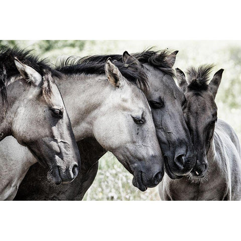 Four Konik Horses Black Modern Wood Framed Art Print with Double Matting by Van Den, Jaap