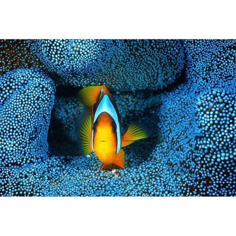 Clownfish in blue anAÂ©mon Gold Ornate Wood Framed Art Print with Double Matting by Gabriel, Barathieu