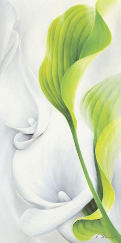 Calla II White Modern Wood Framed Art Print with Double Matting by Schmucker, Annette