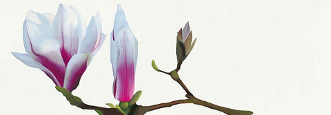 Magnolia solitaire Black Ornate Wood Framed Art Print with Double Matting by Andrew, Stephanie