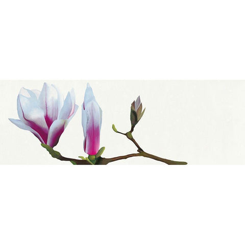 Magnolia solitaire Black Modern Wood Framed Art Print with Double Matting by Andrew, Stephanie