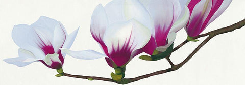 Magnolia Black Ornate Wood Framed Art Print with Double Matting by Andrew, Stephanie