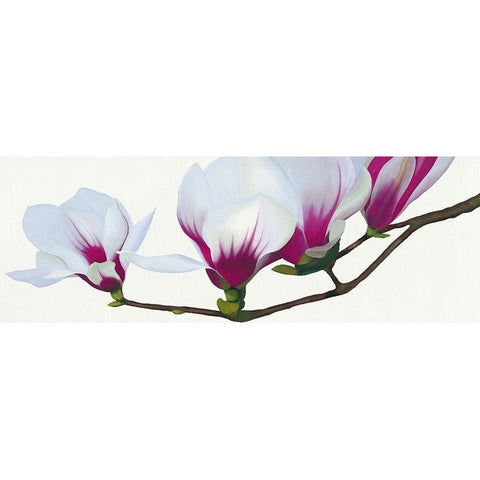 Magnolia Black Modern Wood Framed Art Print by Andrew, Stephanie