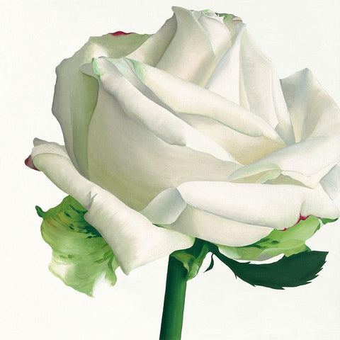 White Rose I Black Modern Wood Framed Art Print by Andrew, Stephanie