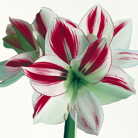Amaryllis White Modern Wood Framed Art Print with Double Matting by Andrew, Stephanie