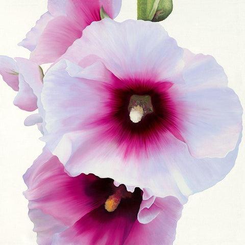 White Hollyhock I Gold Ornate Wood Framed Art Print with Double Matting by Andrew, Stephanie