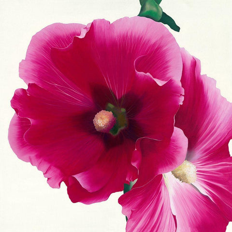 Pink Hollyhock I Black Ornate Wood Framed Art Print with Double Matting by Andrew, Stephanie