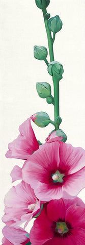 Pink Hollyhock II Black Ornate Wood Framed Art Print with Double Matting by Andrew, Stephanie