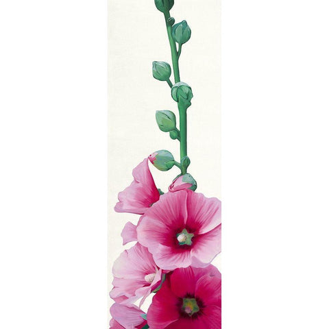 Pink Hollyhock II White Modern Wood Framed Art Print by Andrew, Stephanie