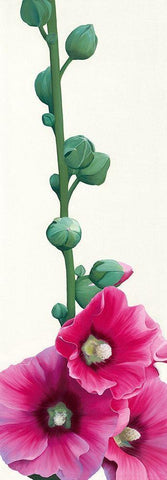 Pink Hollyhock III Black Ornate Wood Framed Art Print with Double Matting by Andrew, Stephanie