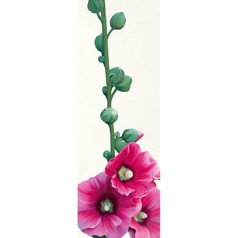 Pink Hollyhock III Black Modern Wood Framed Art Print by Andrew, Stephanie