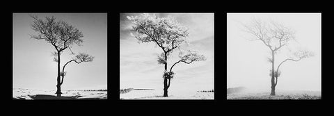 Lone Trees Black Ornate Wood Framed Art Print with Double Matting by Butcher, Dave