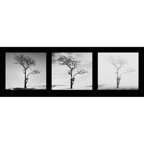 Lone Trees White Modern Wood Framed Art Print by Butcher, Dave