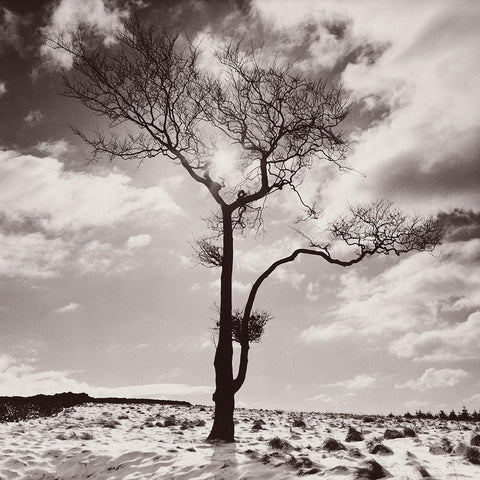 Lone Tree # 2-Peak District-England White Modern Wood Framed Art Print by Butcher, Dave