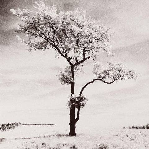 Lone Tree # 3-Peak District-England White Modern Wood Framed Art Print by Butcher, Dave