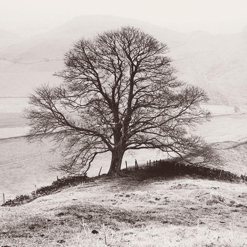 Misty Tree-Peak District- England White Modern Wood Framed Art Print by Butcher, Dave