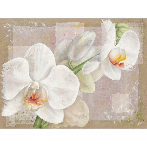 Orchidee Black Modern Wood Framed Art Print with Double Matting by Cadoret, Virginie