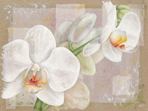 Orchidee Black Ornate Wood Framed Art Print with Double Matting by Cadoret, Virginie