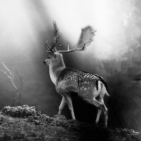 Wildwechsel Black Ornate Wood Framed Art Print with Double Matting by Steger, Uwe