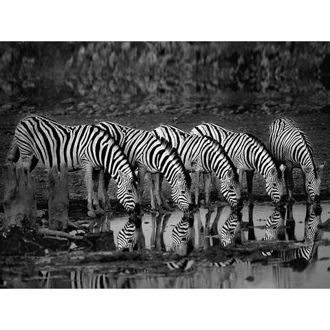 Zebras Reflection White Modern Wood Framed Art Print by Ortega, Xavier