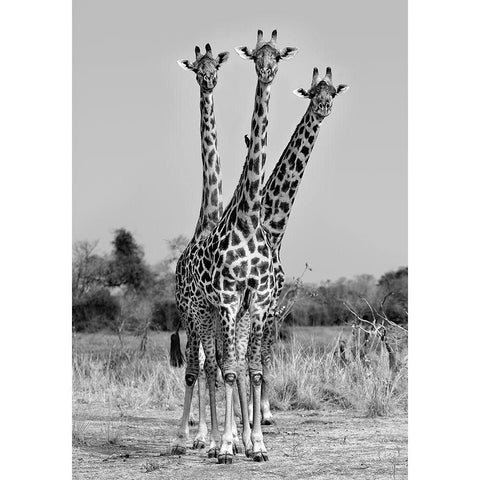 Giraffes Three Black Modern Wood Framed Art Print with Double Matting by Ortega, Xavier