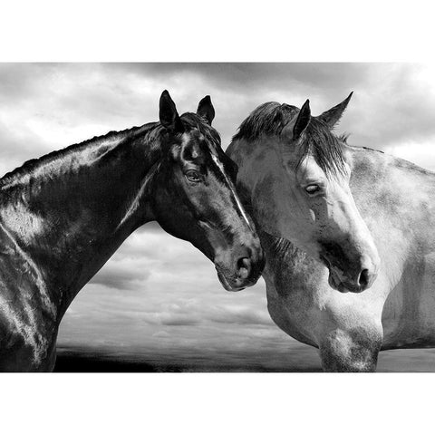 Horse Portrait White Modern Wood Framed Art Print by Llovet, Jorge