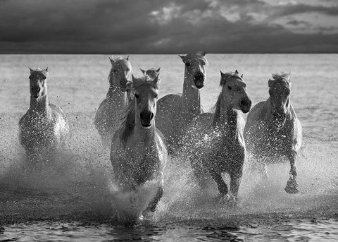 Horses Landing at the Beach White Modern Wood Framed Art Print with Double Matting by Llovet, Jorge