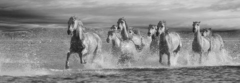 Horses Running at the Beach White Modern Wood Framed Art Print with Double Matting by Llovet, Jorge