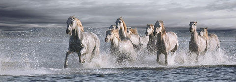 Horses Running at the Beach White Modern Wood Framed Art Print with Double Matting by Llovet, Jorge