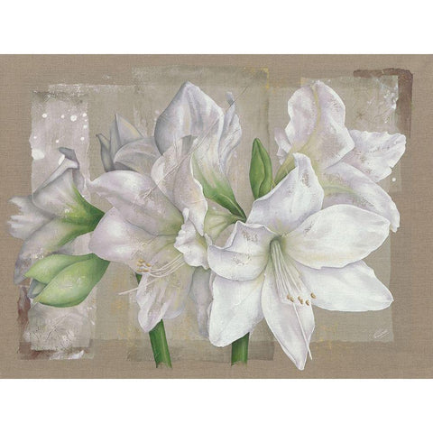 Amaryllis Blanc Black Modern Wood Framed Art Print with Double Matting by Cadoret, Virginie